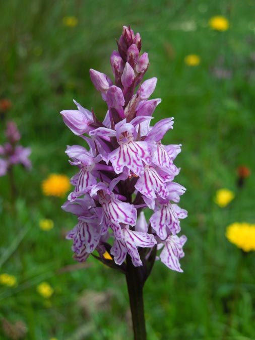 Blümeli II