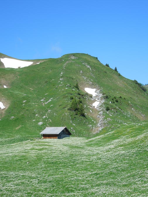 Blütenteppich im Vorderstocken