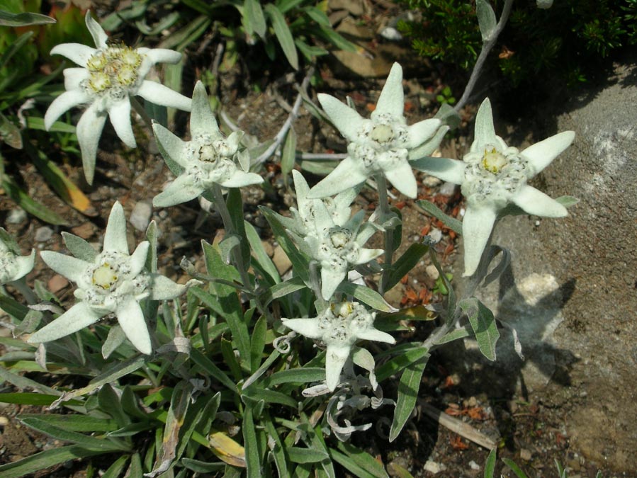 Edelweiss