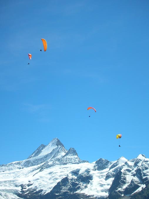 Lauteraarhorn und Schreckhorn, davor Oberer Grindelwaldgletscher (Blick vom First-Gipfel)