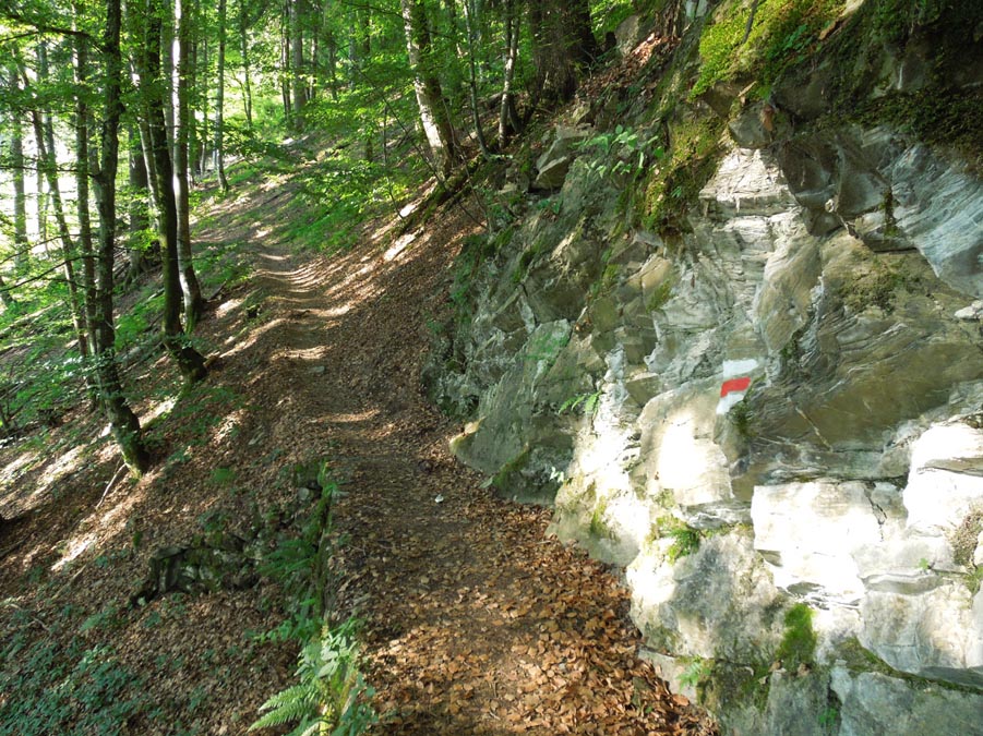 Niesenwald