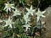 Edelweiss