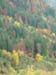 Herbst im Niesenwald